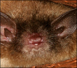 Bat control in Radcliff