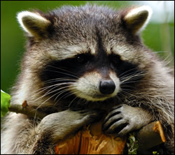 Raccoon control in Radcliff