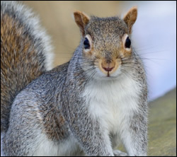 Squirrel control in Radcliff